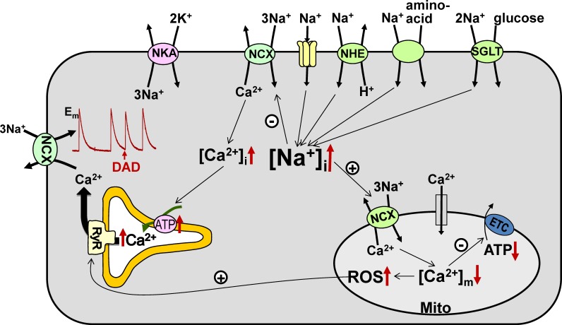 FIGURE 1