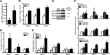 <b>FIG. 1.</b>