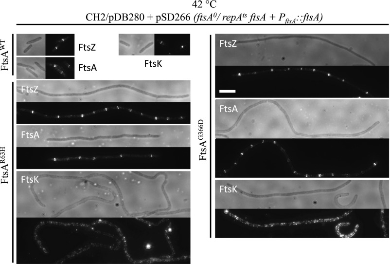 Fig. 8.