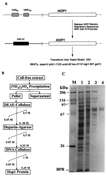 FIG. 1