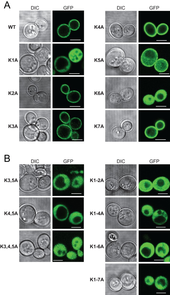 FIGURE 5: