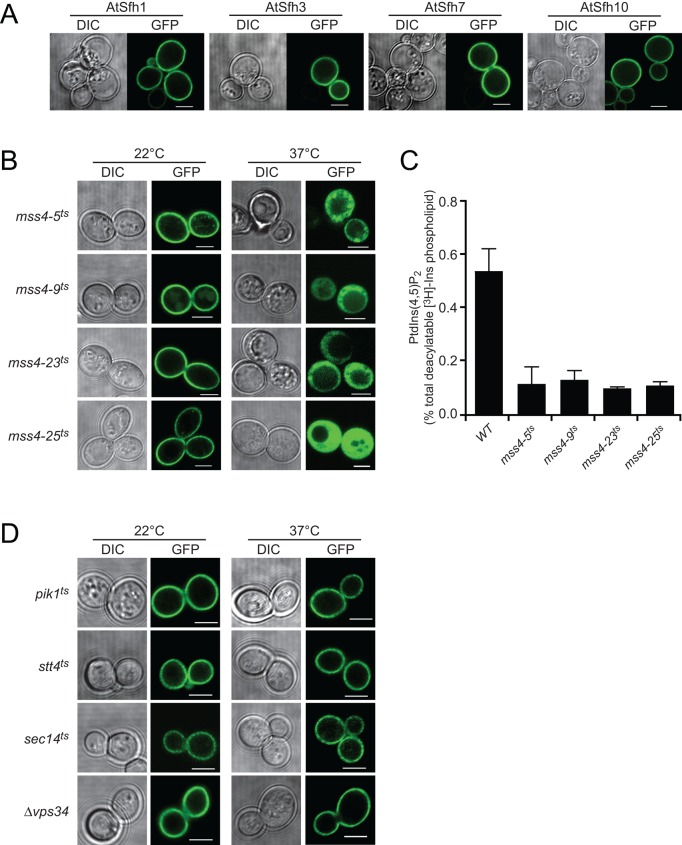 FIGURE 2: