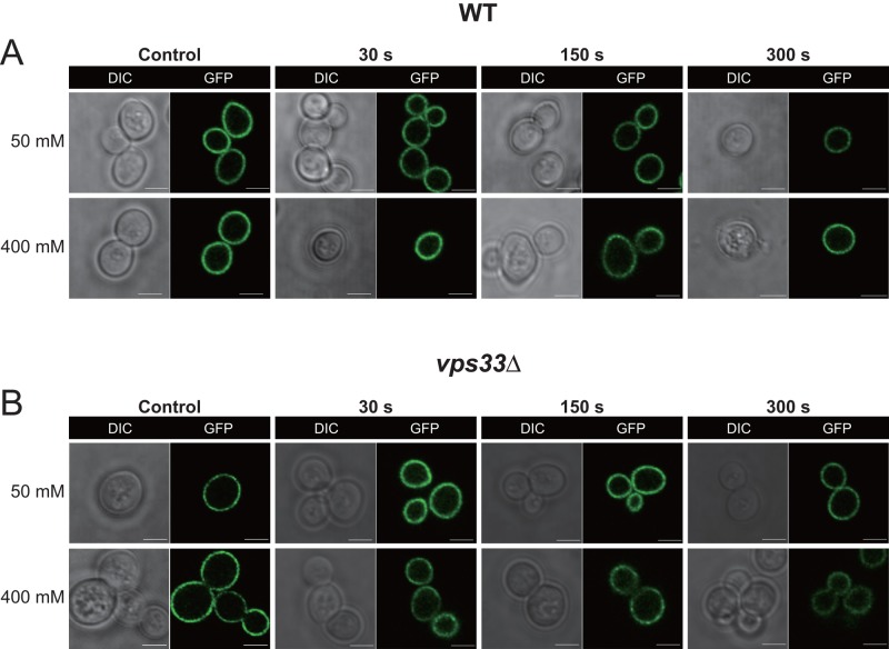 FIGURE 9: