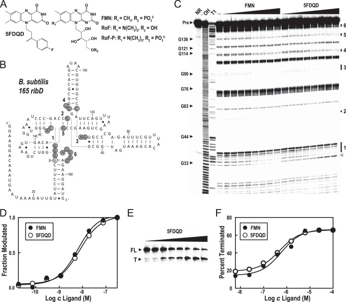 FIG 1