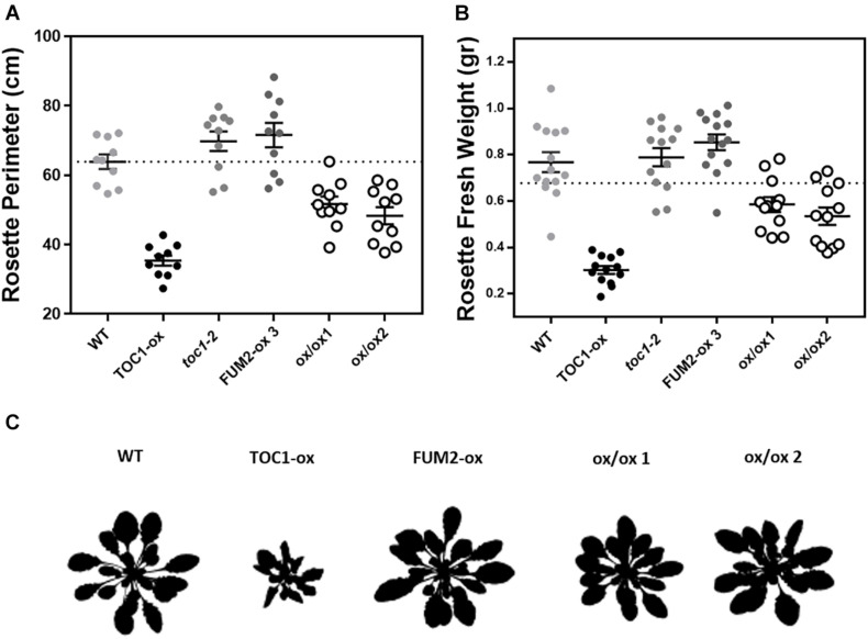 FIGURE 6