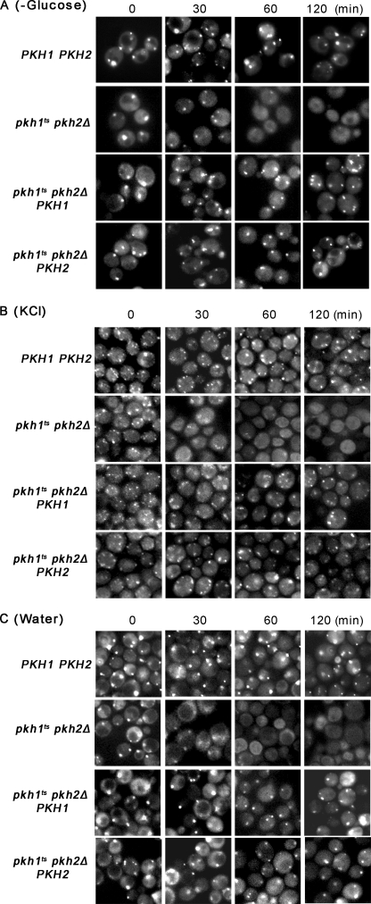 FIGURE 4.