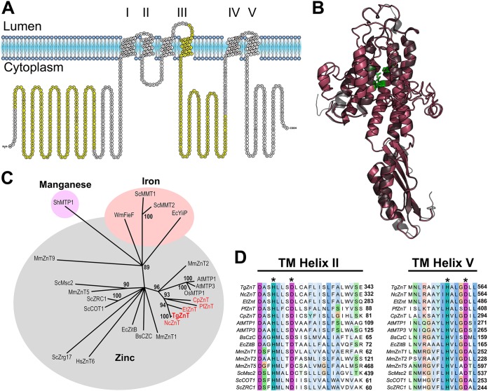 FIG 1