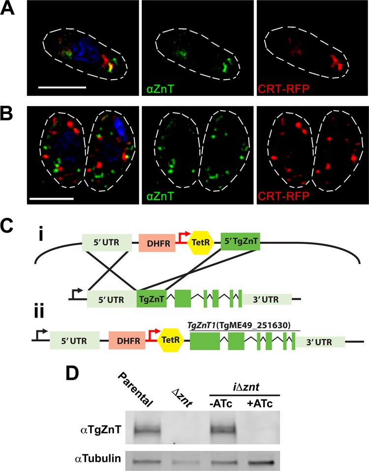 FIG 3