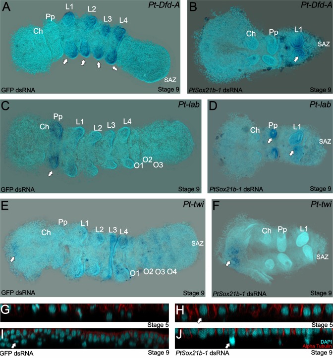 Figure 2—figure supplement 2.