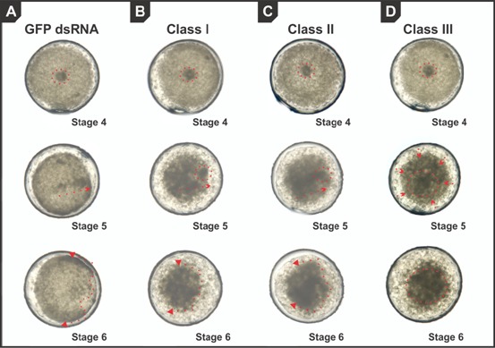 Figure 2—figure supplement 3.