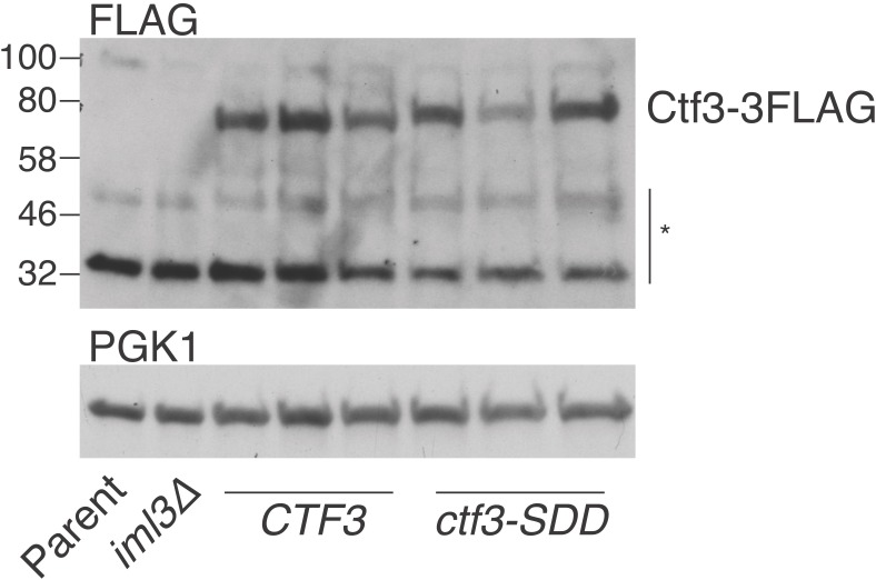 Figure 3—figure supplement 1.