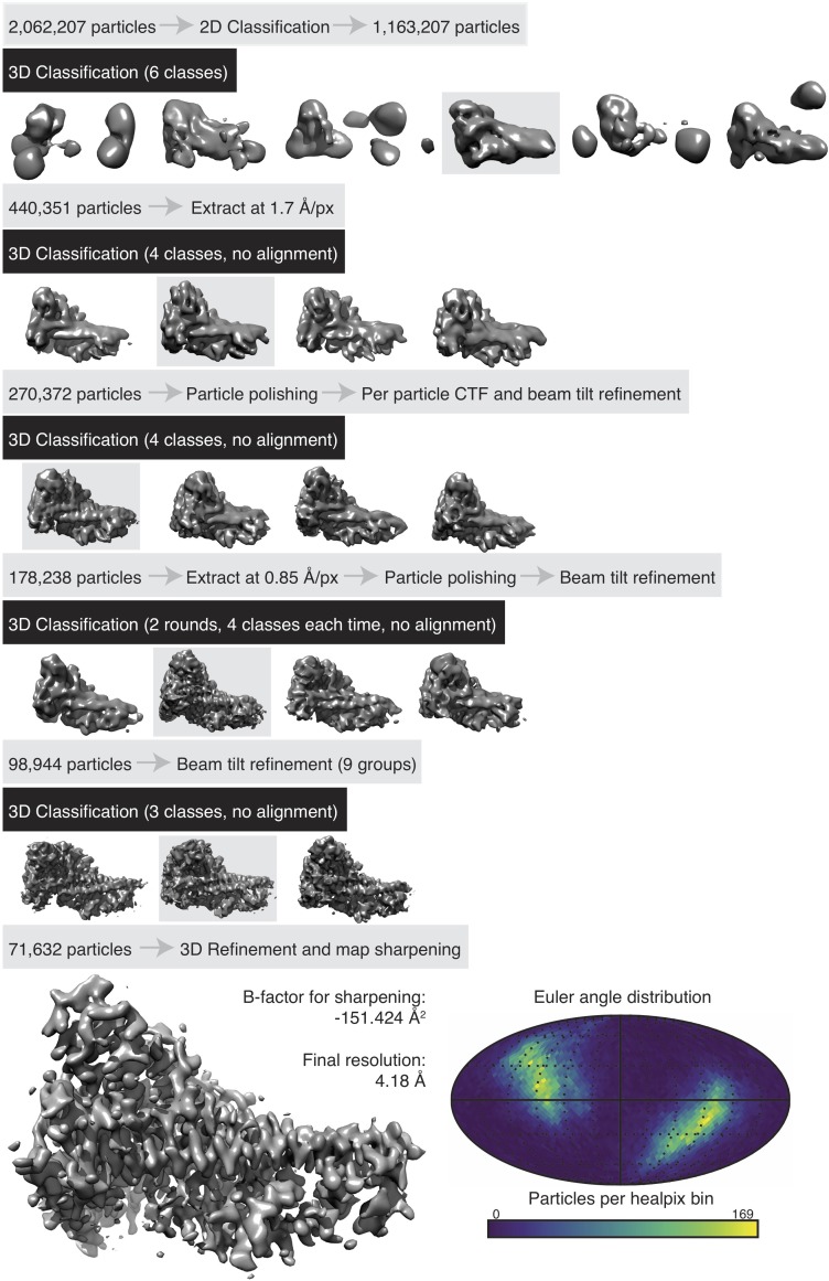 Figure 1—figure supplement 1.