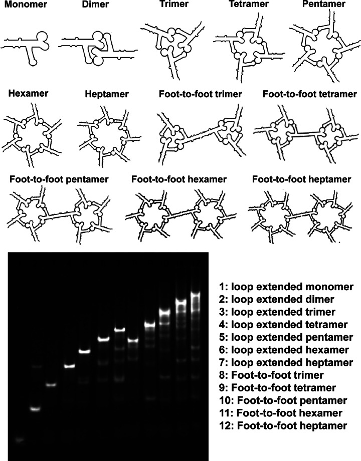 FIGURE 4.