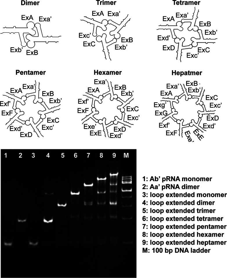 FIGURE 2.