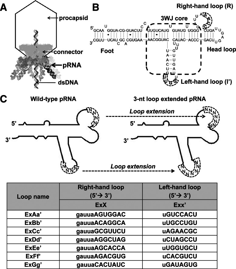 FIGURE 1.