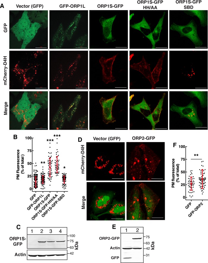 FIGURE 3: