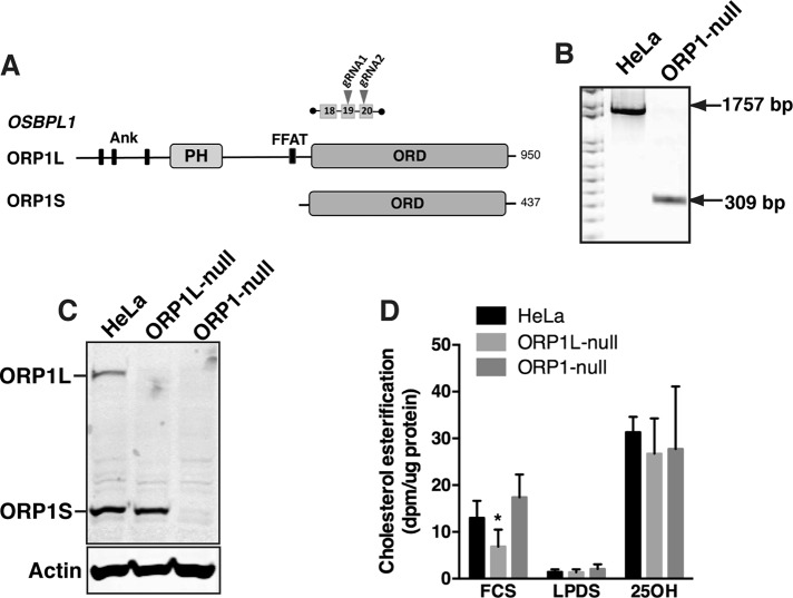 FIGURE 1: