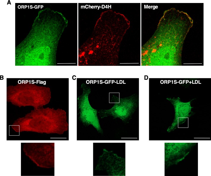 FIGURE 4: