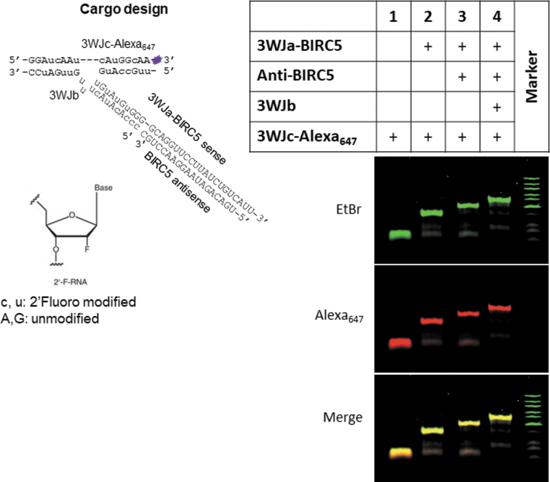 FIG. 2.