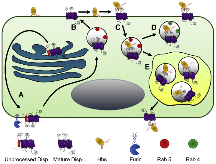 Figure 2: