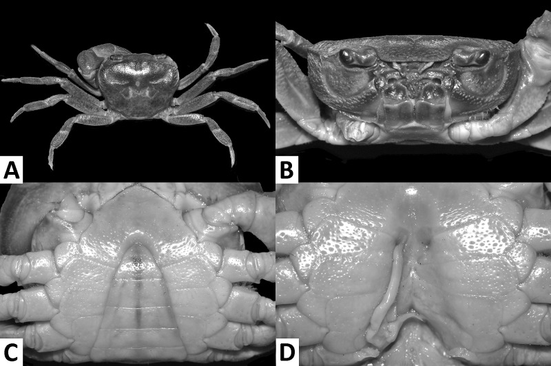 Fig. 3.