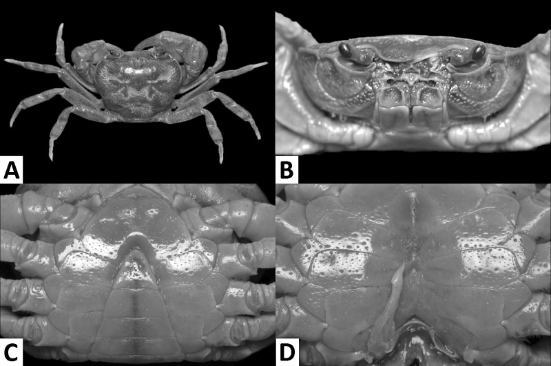 Fig. 1.