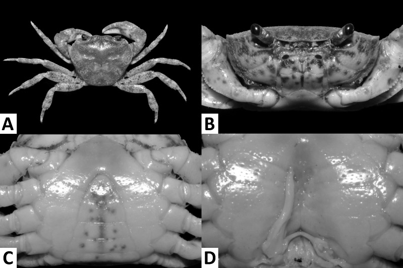 Fig. 7.