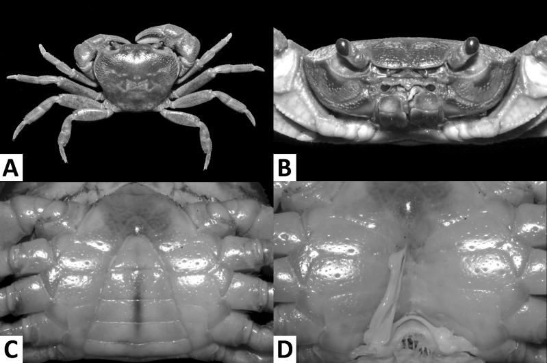 Fig. 5.