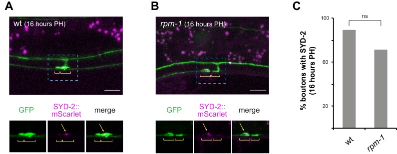 Figure 3—figure supplement 1.