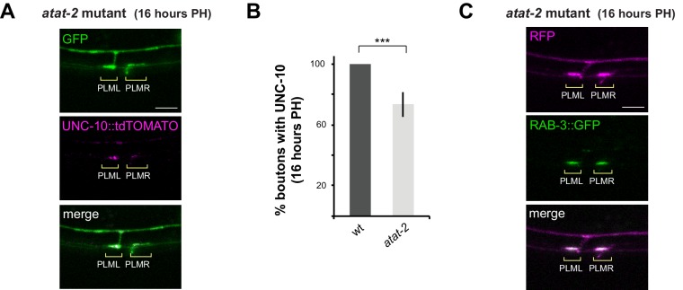 Figure 6—figure supplement 1.