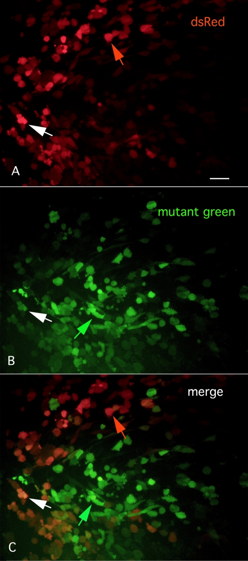 FIG. 3.