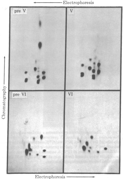 graphic file with name pnas00494-0292-a.jpg