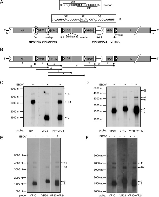 FIG 1