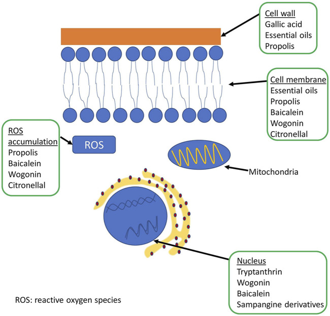 FIGURE 2