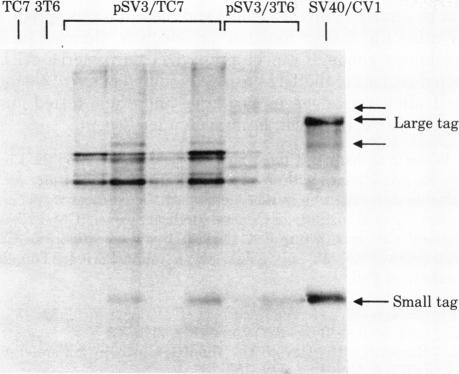 graphic file with name pnas00655-0118-a.jpg