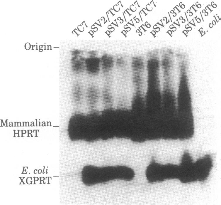 graphic file with name pnas00655-0117-a.jpg