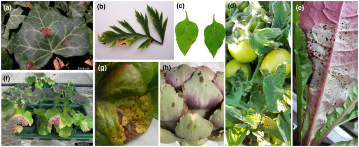 FIGURE 3