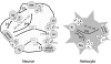 Fig. (2)