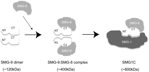 Figure 7.