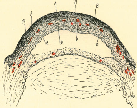 Fig. 24.