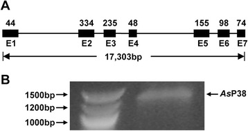 Fig. 1