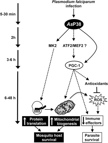 Fig. 11