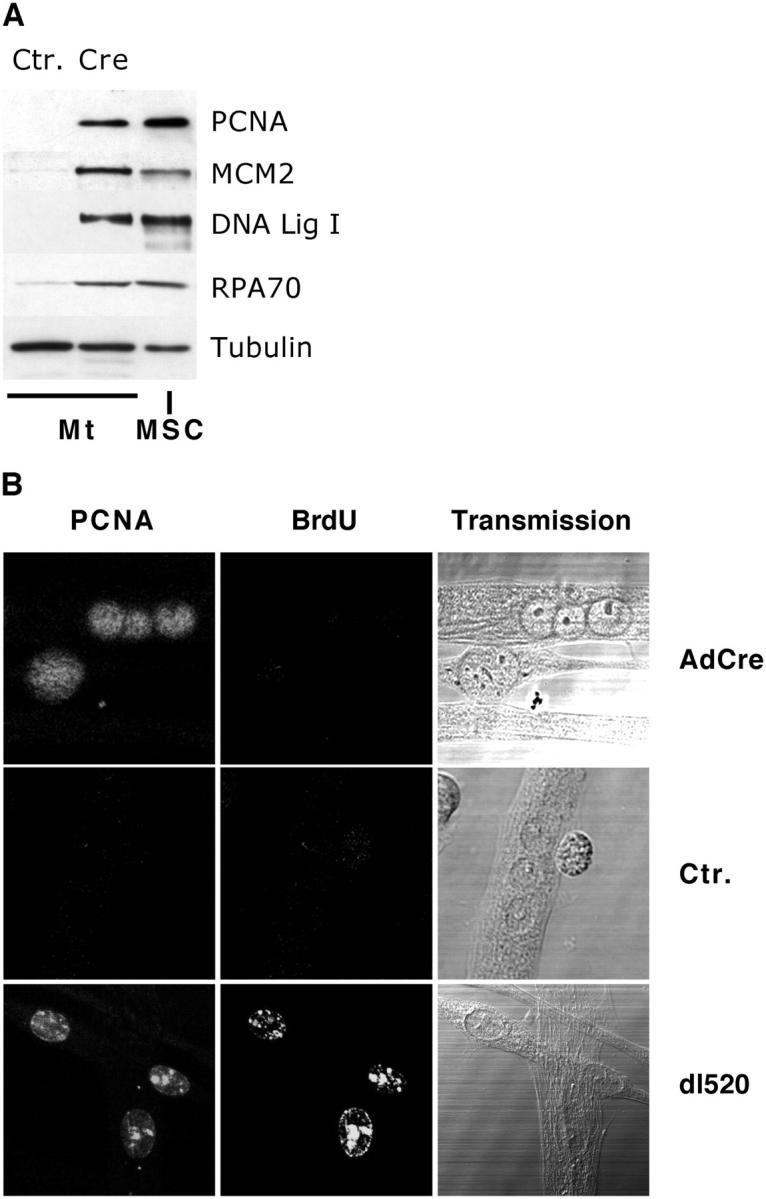 A Prb-independent Mechanism Preserves The Postmitotic State In 