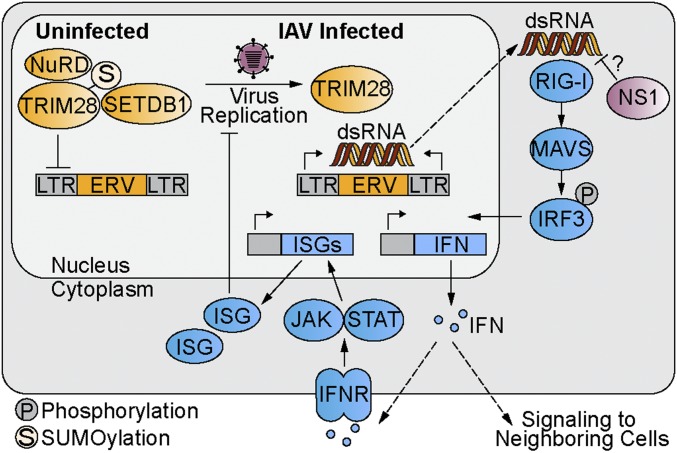 Fig. 7.