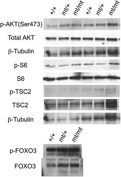 Figure 5.