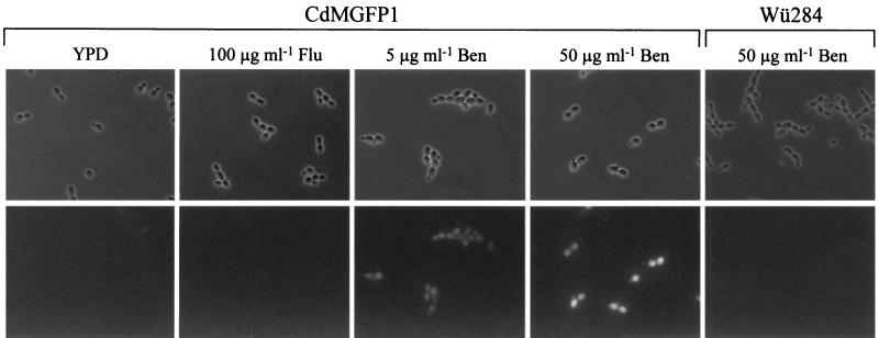 FIG. 3