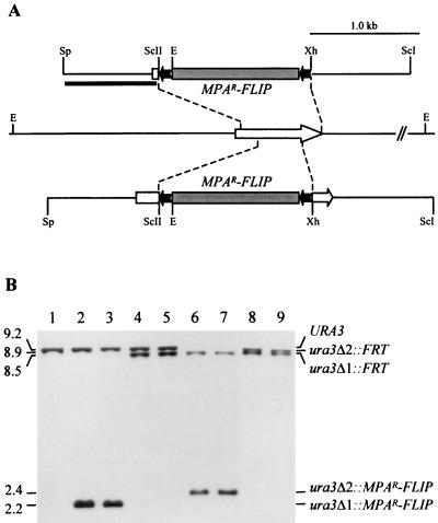 FIG. 1