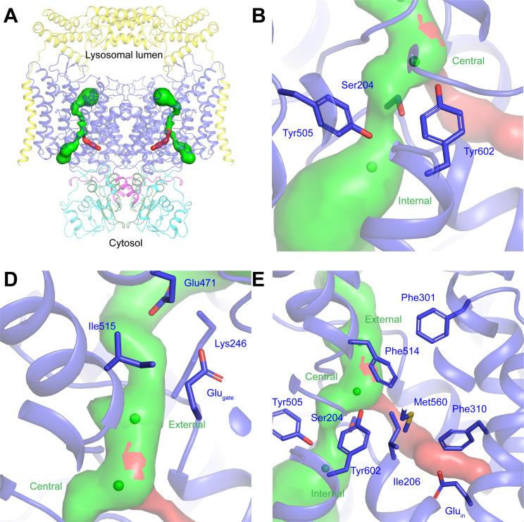 Figure 7—figure supplement 4.