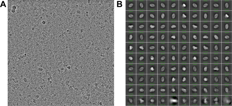 Figure 1—figure supplement 1.