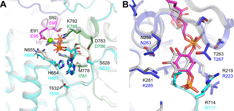 Figure 5—figure supplement 4.